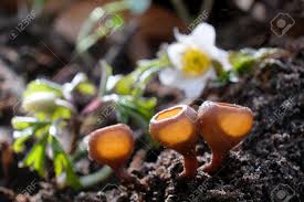 Attēlu rezultāti vaicājumam “Dumontinia tuberosa”