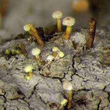 Attēlu rezultāti vaicājumam “Sclerophora pallida”