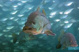 Image result for Centropomus undecimalis