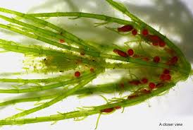 Attēlu rezultāti vaicājumam “Chara filiformis”