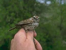 Image result for Melospiza melodia