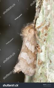 Attēlu rezultāti vaicājumam “Phymatopus hecta”