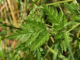 Attēlu rezultāti vaicājumam “Torilis japonica leaf”