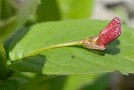 Attēlu rezultāti vaicājumam “Lonicera xylosteum bud”
