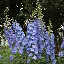 Attēlu rezultāti vaicājumam “Delphinium elatum  flower”