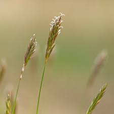 Attēlu rezultāti vaicājumam “Anthoxanthum odoratum fruit”