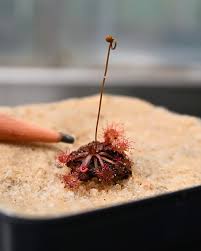 Attēlu rezultāti vaicājumam “Drosera anglica fruit”