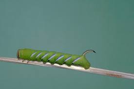 Attēlu rezultāti vaicājumam “Sphinx ligustri larva”