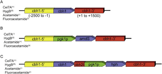 Attēlu rezultāti vaicājumam “Diderma ochraceum macro”