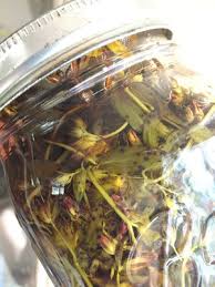 Attēlu rezultāti vaicājumam “Hypericum perforatum fruit”