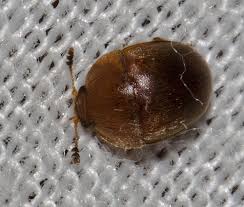 Attēlu rezultāti vaicājumam “Cychramus variegatus”