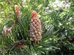 Attēlu rezultāti vaicājumam “Pinus sylvestris male flower”