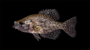 Image result for Pomoxis annularis