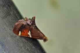 Attēlu rezultāti vaicājumam “Pyralis regalis”