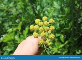 Attēlu rezultāti vaicājumam “Levisticum officinale flower”
