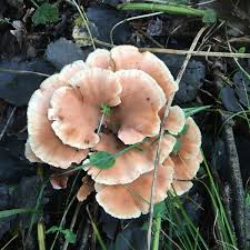 Attēlu rezultāti vaicājumam “Amaurochaete sp.”