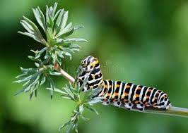 Attēlu rezultāti vaicājumam “Papilio machaon larva”