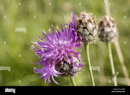 Attēlu rezultāti vaicājumam “Centaurea scabiosa bud”