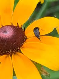 Attēlu rezultāti vaicājumam “Mordella sp.”