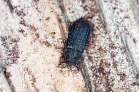 Attēlu rezultāti vaicājumam “Grynocharis oblonga”