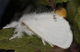 Attēlu rezultāti vaicājumam “Euproctis similis imago”