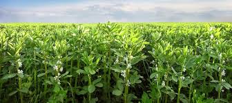 Attēlu rezultāti vaicājumam “Vicia faba”