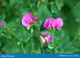 Attēlu rezultāti vaicājumam “Lathyrus tuberosus bud”