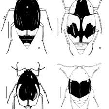 Attēlu rezultāti vaicājumam “Scaphisoma sp.”