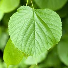 Attēlu rezultāti vaicājumam “Tilia cordata leaf”