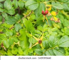Attēlu rezultāti vaicājumam “Rosa majalis fruit”