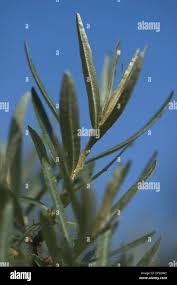 Attēlu rezultāti vaicājumam “Hippophae rhamnoides leaf”