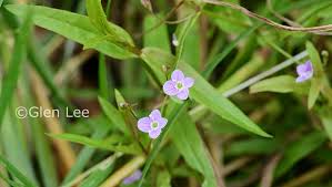 Attēlu rezultāti vaicājumam “Veronica scutellata flower”