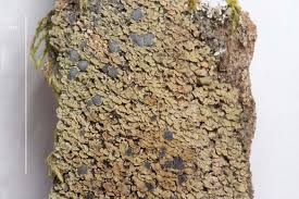 Attēlu rezultāti vaicājumam “Hypocenomyce scalaris”