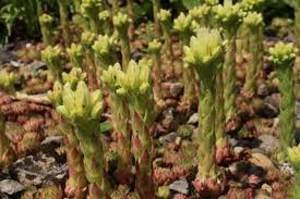 Attēlu rezultāti vaicājumam “Jovibarba globifera leaf”