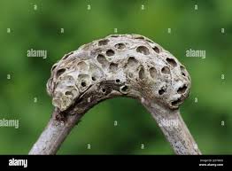 Attēlu rezultāti vaicājumam “Diastrophus rubi”