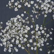 Attēlu rezultāti vaicājumam “Gypsophila fastigiata flower”