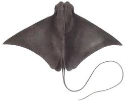 Image result for Rhinoptera brasiliensis