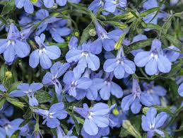 Image result for Lobelia erinus