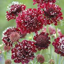 Image result for Scabiosa canescens