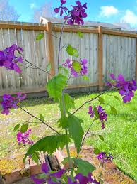 Attēlu rezultāti vaicājumam “Lunaria annua”