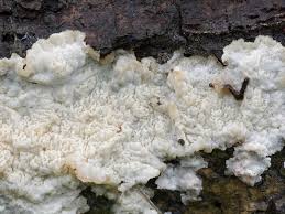 Attēlu rezultāti vaicājumam “Phlebia rufa”