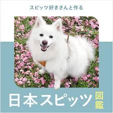 Image result for スピッツ