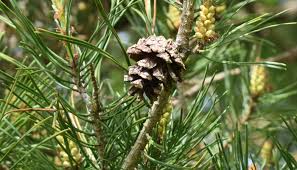 Attēlu rezultāti vaicājumam “Pinus sylvestris fruit”