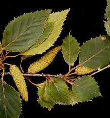 Attēlu rezultāti vaicājumam “Betula papyrifera leaf”