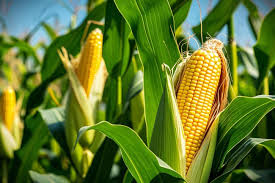 Image result for Mais