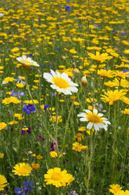 Attēlu rezultāti vaicājumam “Cyanus segetum flower”