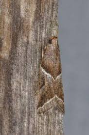 Attēlu rezultāti vaicājumam “Nyctegretis lineana”