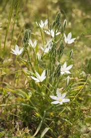 Attēlu rezultāti vaicājumam “Ornithogalum umbellatum flower”