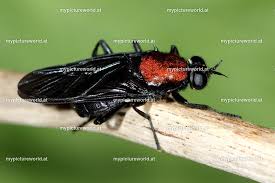 Attēlu rezultāti vaicājumam “Clitellaria ephippium”