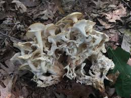 Attēlu rezultāti vaicājumam “Polyporus umbellatus”